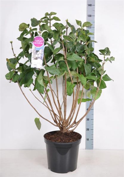 Syringa v. &