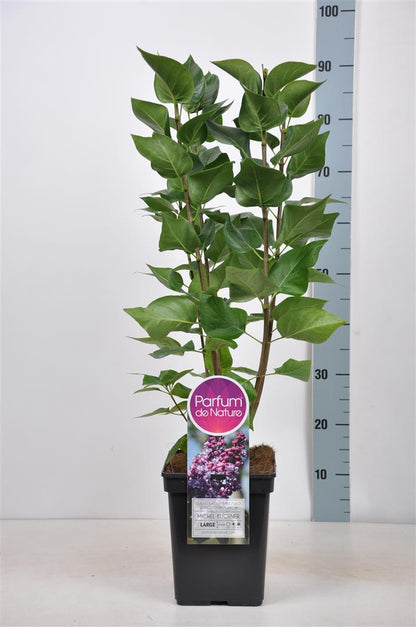 Syringa v. &