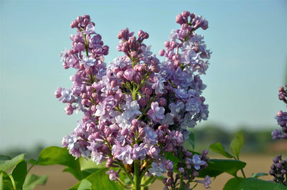 Syringa v. &