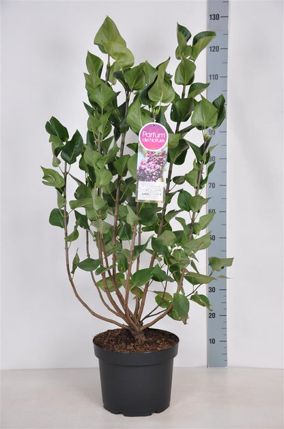 Syringa v. &