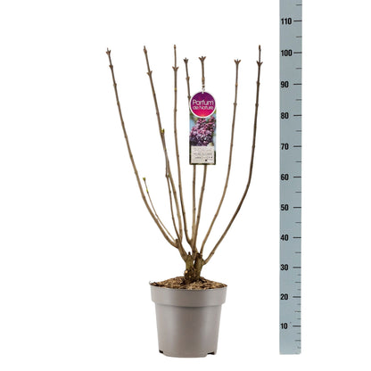 Syringa v. &