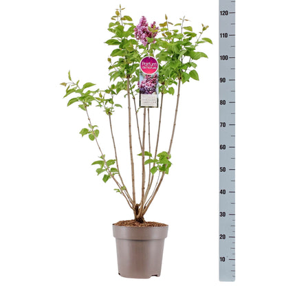 Syringa v. &