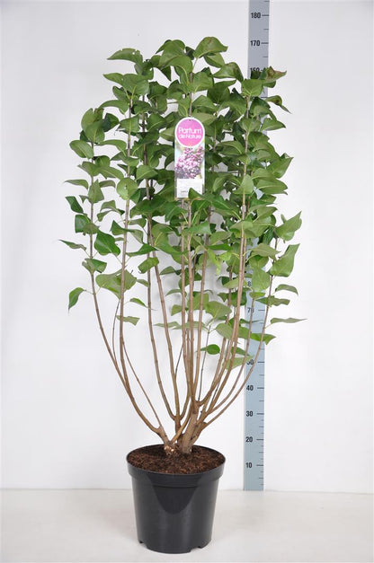 Syringa v. &
