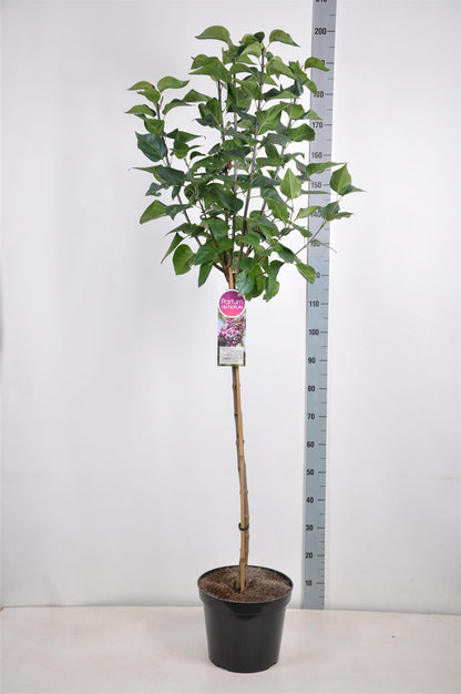 Syringa v. &
