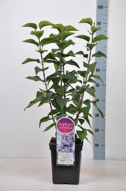 Syringa v. &