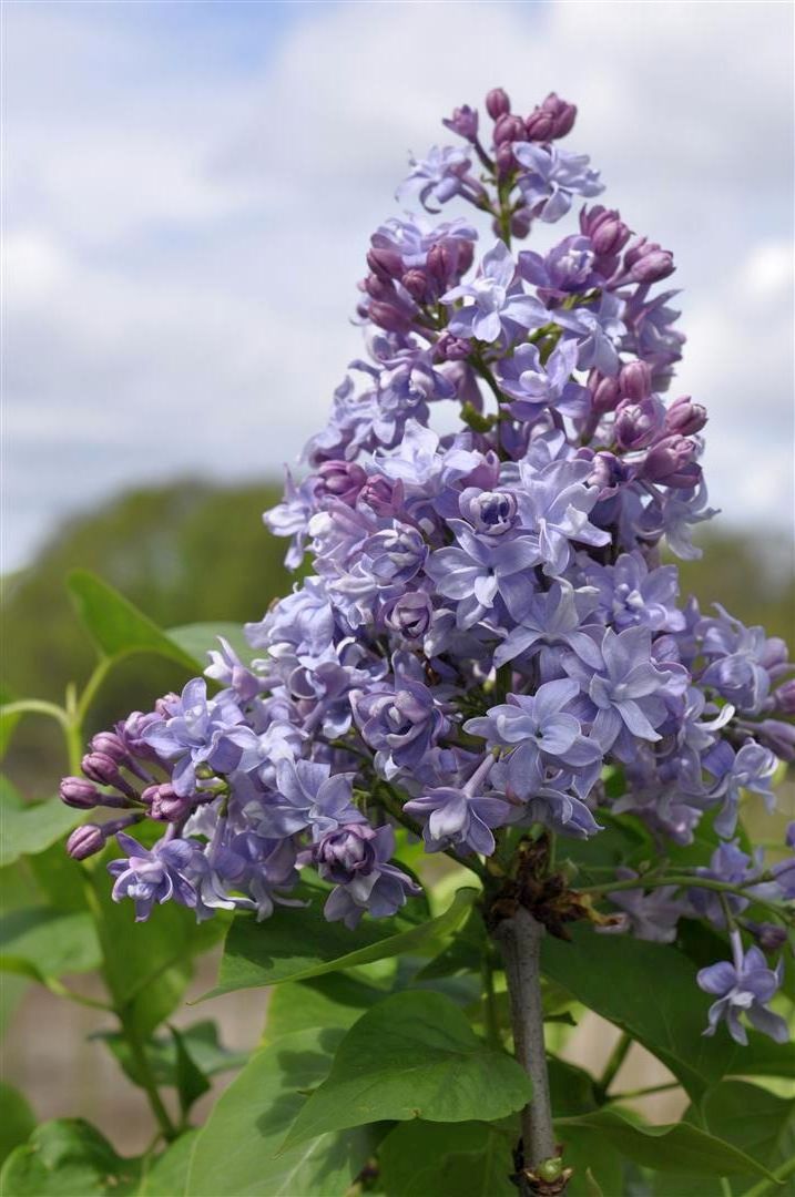 Syringa v. &