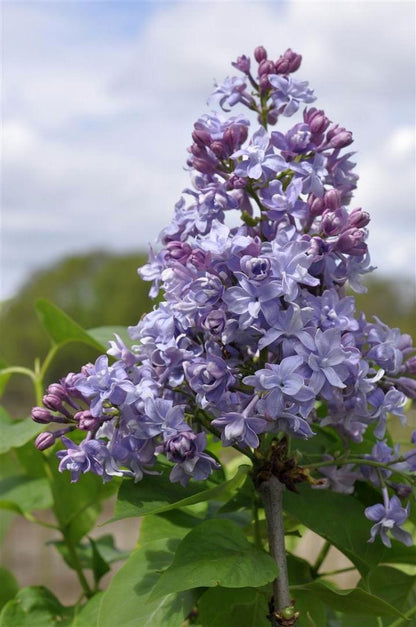 Syringa v. &