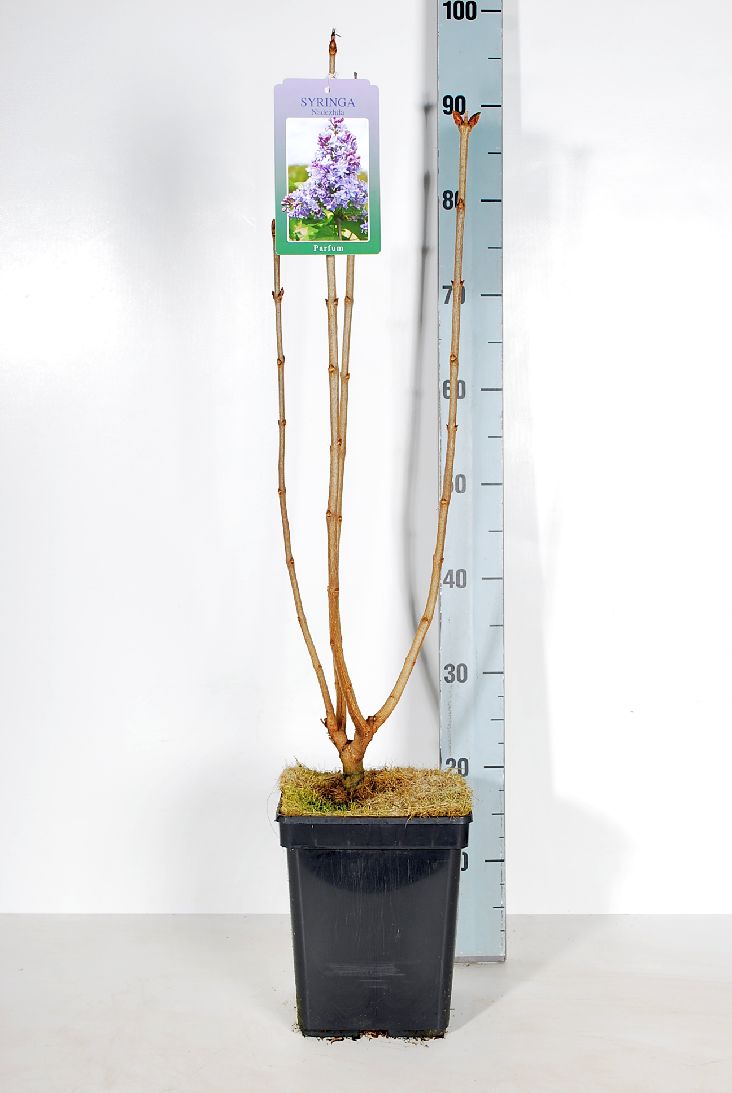 Syringa v. &