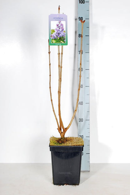 Syringa v. &