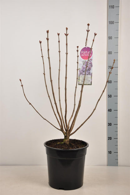Syringa v. &