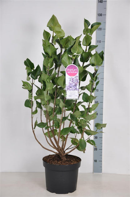 Syringa v. &