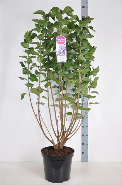 Syringa v. &