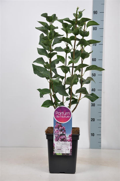 Syringa vulgaris &
