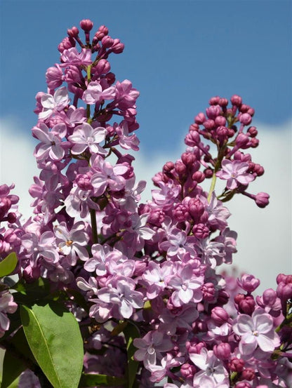Syringa v. &