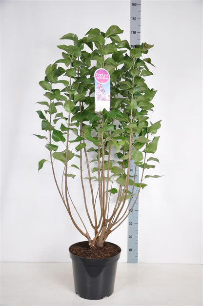 Syringa vulgaris &