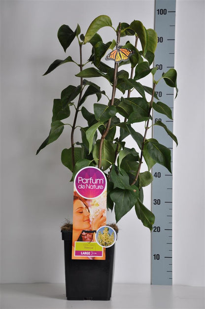 Syringa vulgaris &