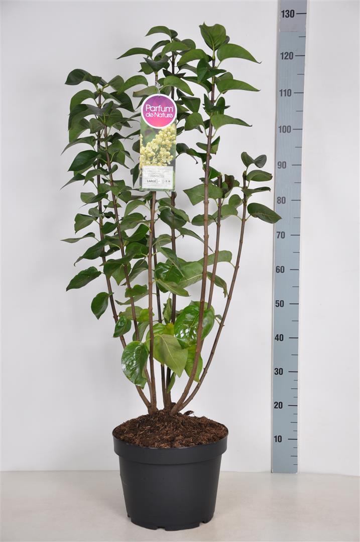 Syringa v. &