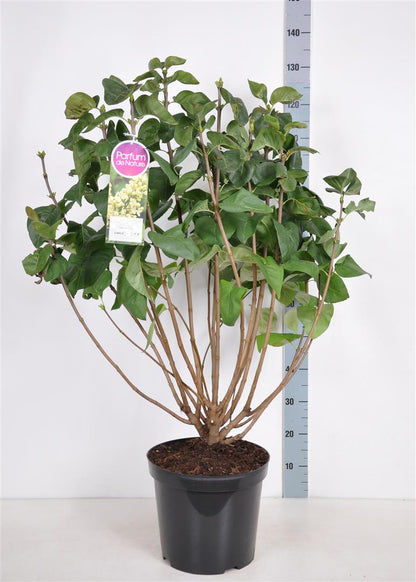 Syringa v. &