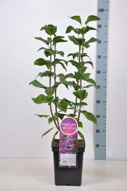 Syringa v. &