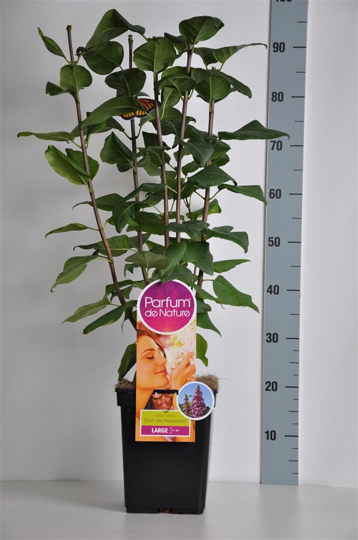 Syringa v. &