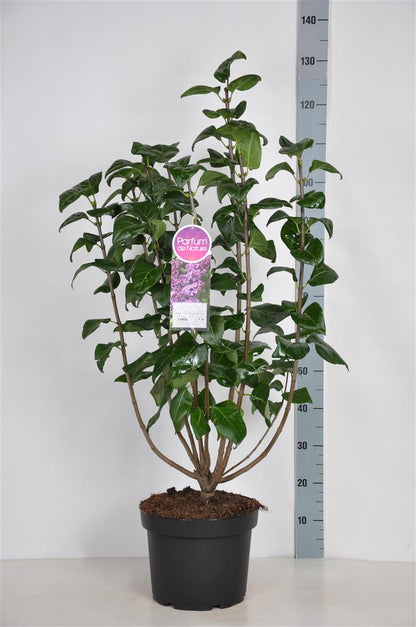 Syringa v. &