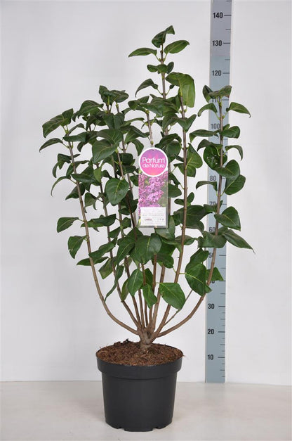 Syringa vulgaris &