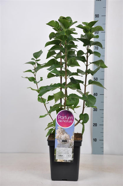 Syringa v. &