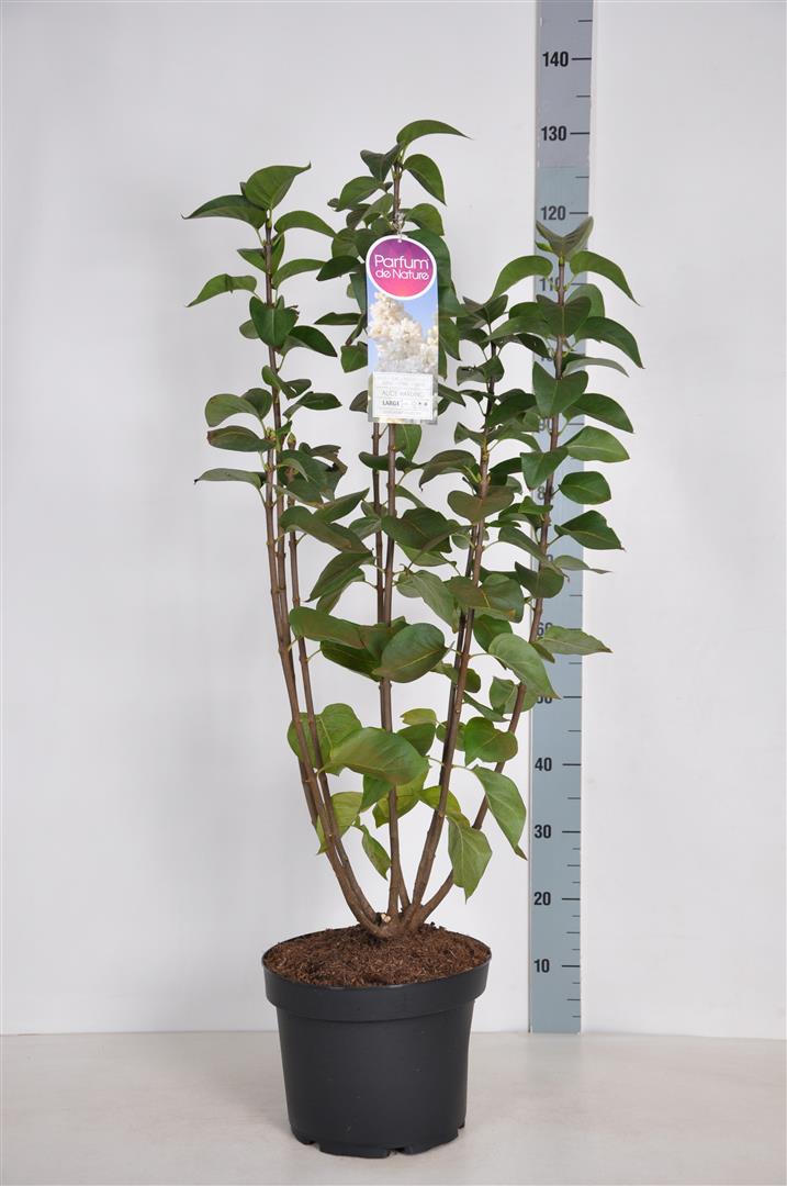 Syringa v. &