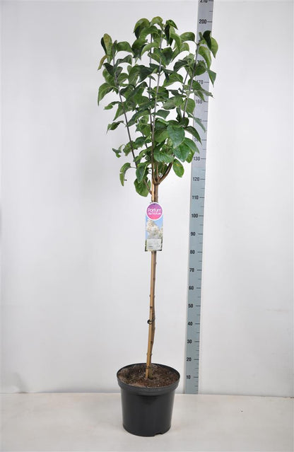 Syringa v. &
