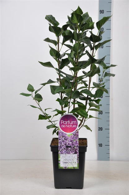 Syringa v. &