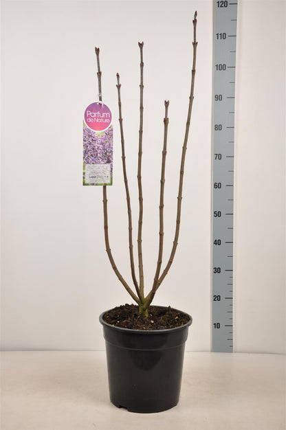 Syringa vulgaris &