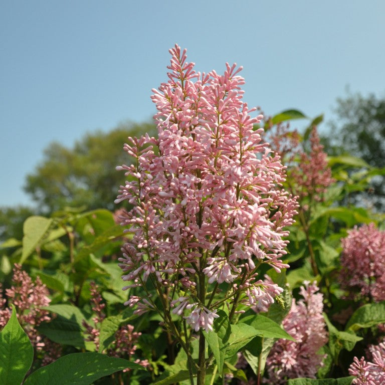 Syringa &