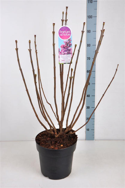 Syringa v. &