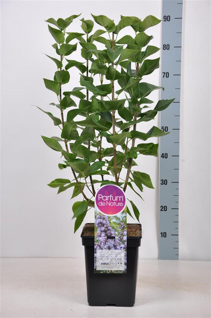 Syringa v. &