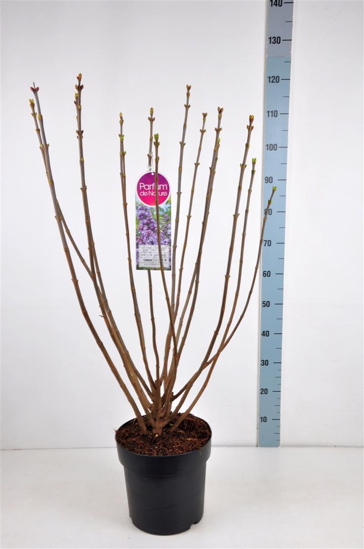 Syringa v. &