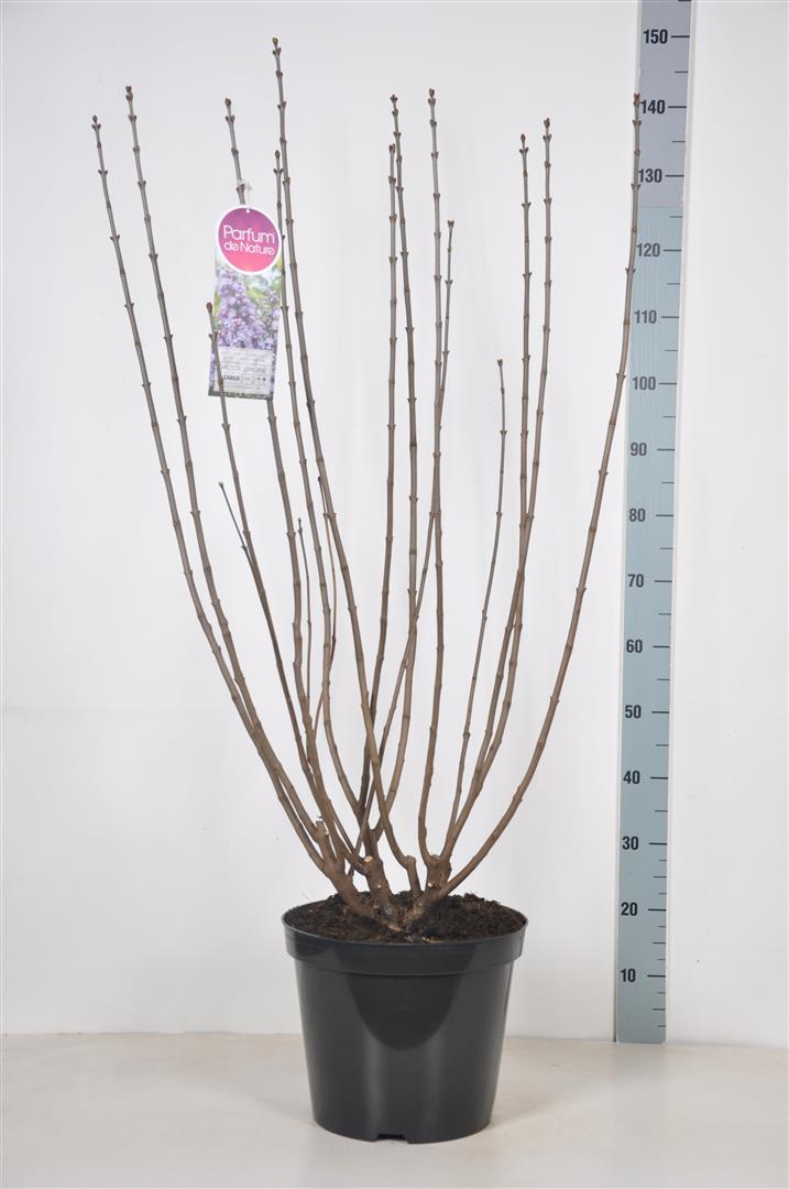 Syringa v. &