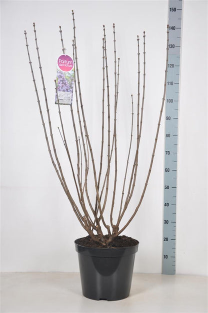 Syringa v. &