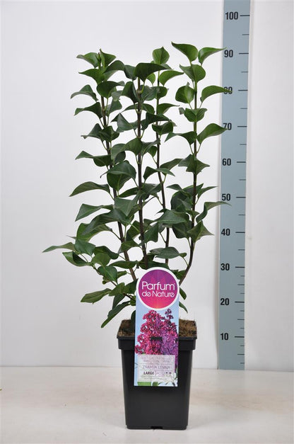 Syringa v. &