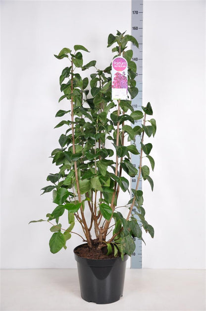 Syringa v. &