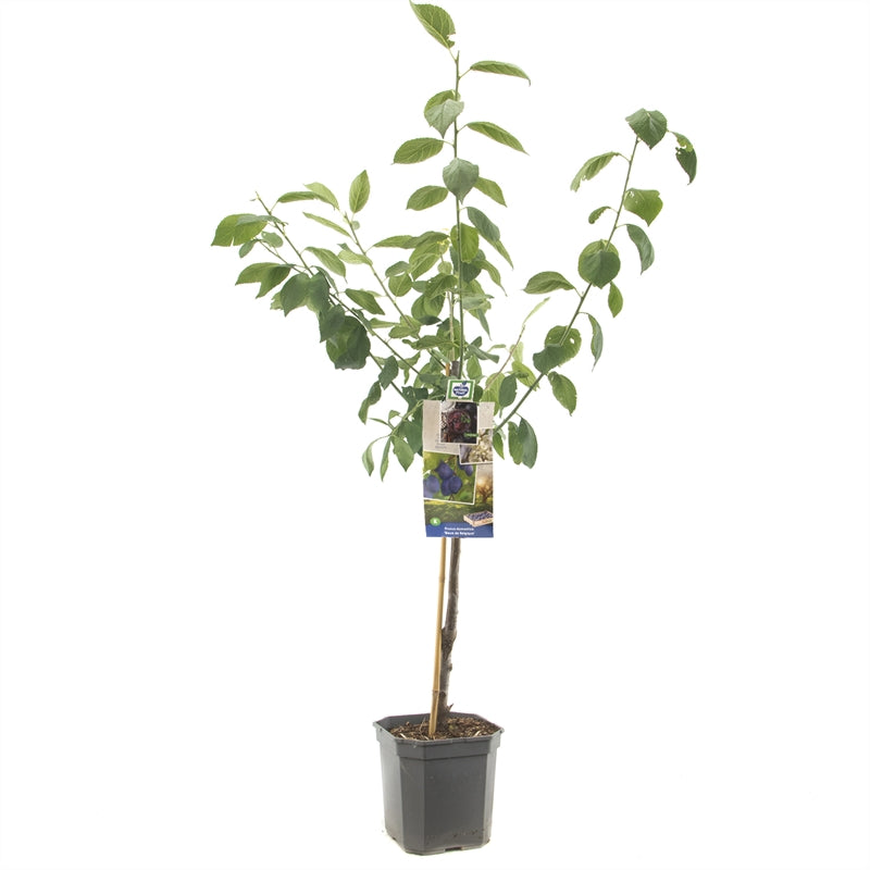 Plommon - Prunus domestica &