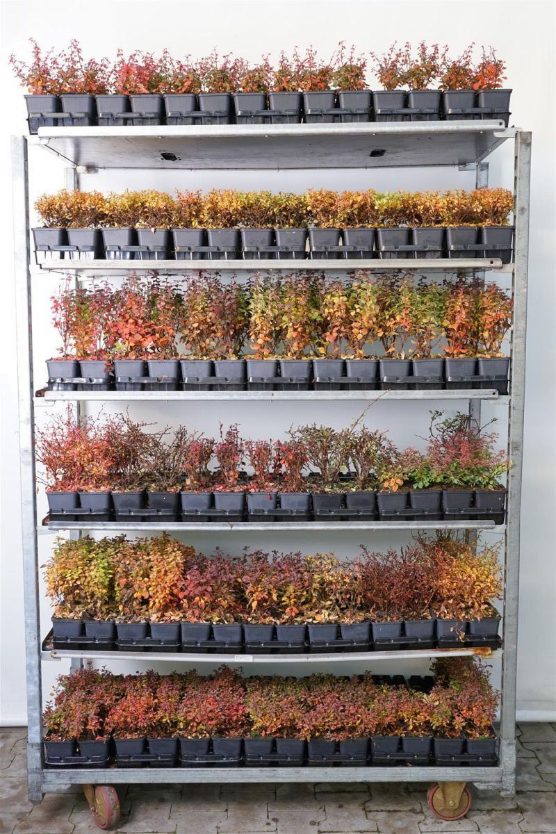 Berberis in cultivars - P9 YOUNG PLANTS