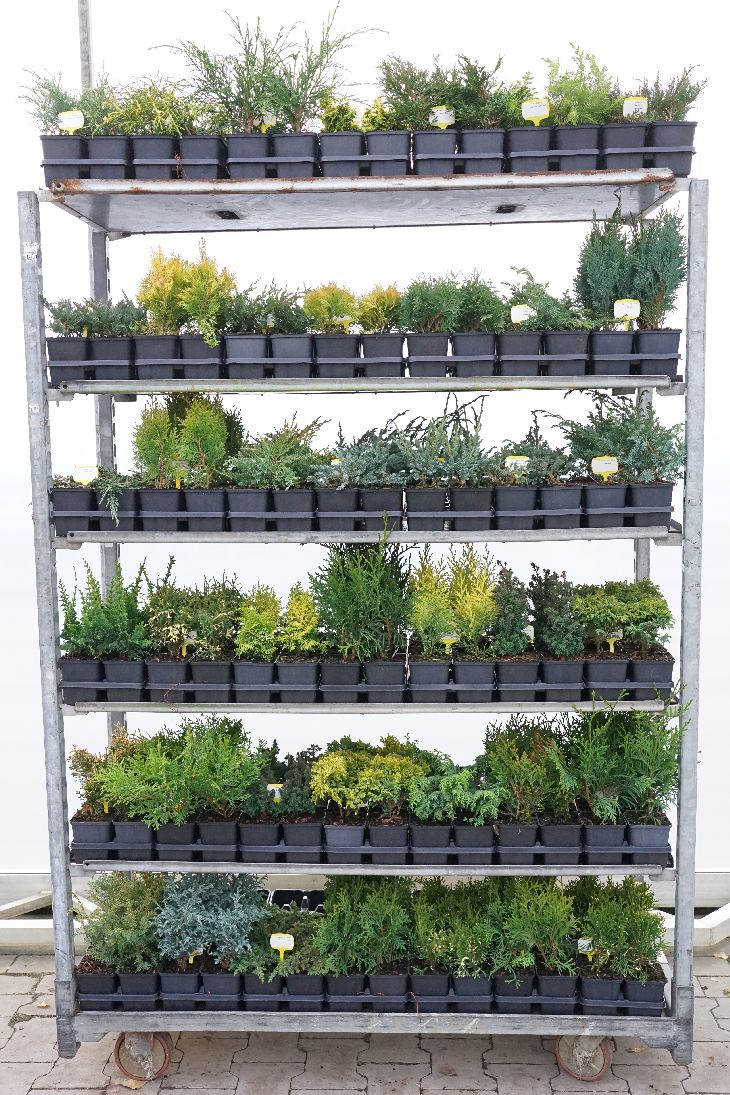 Barrväxter i sorter - P9 YOUNG PLANTS