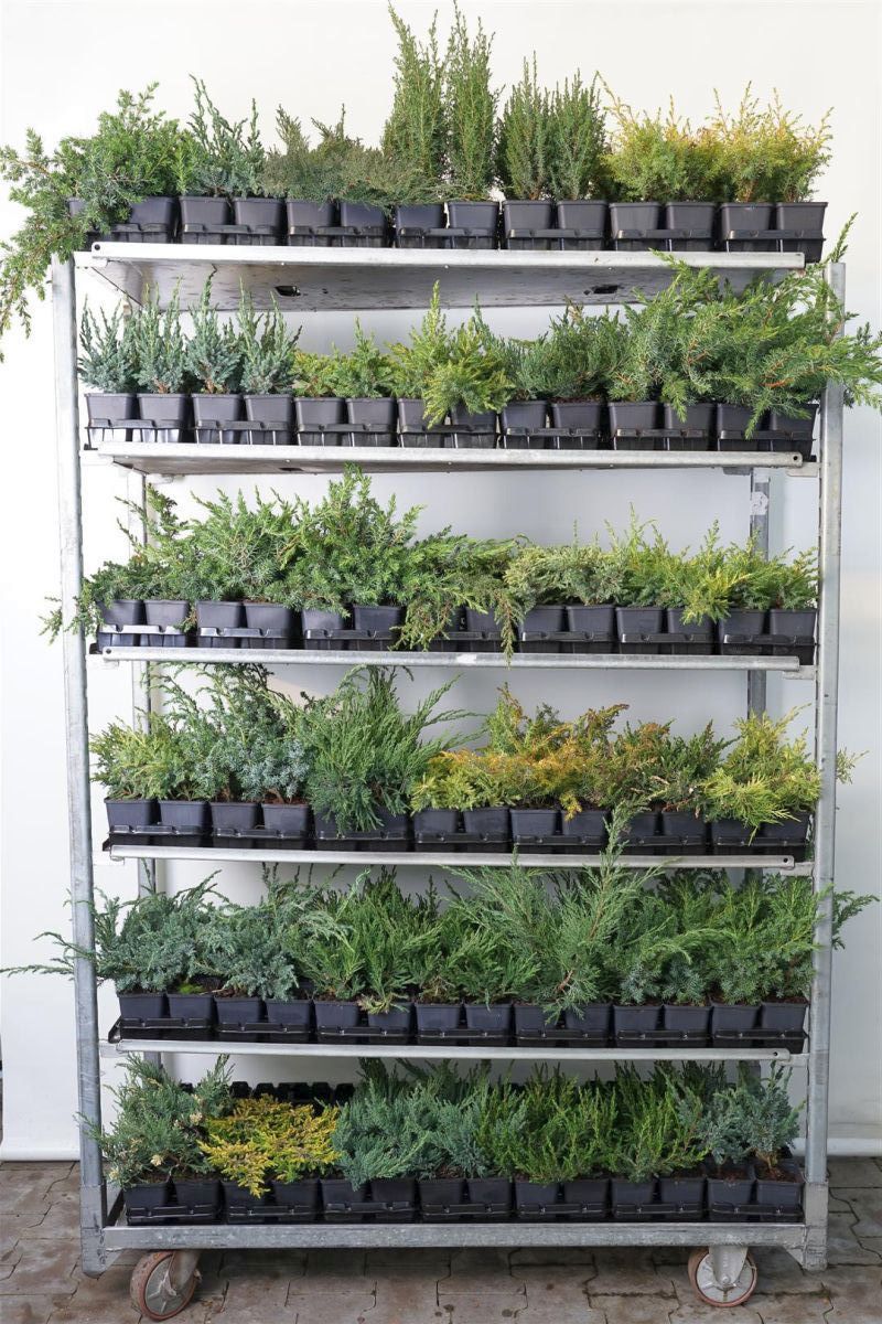 En in cultivars - P9 YOUNG PLANTS