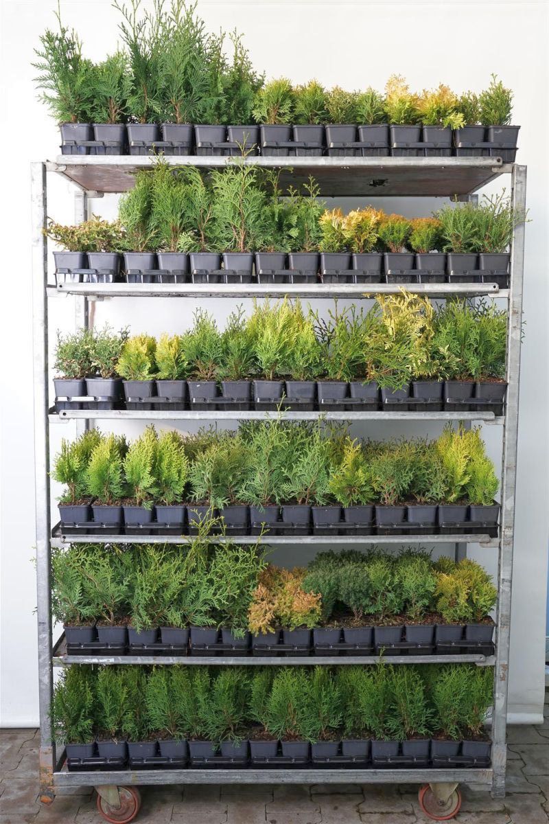 Thuja in cultivars - P9 YOUNG PLANTS