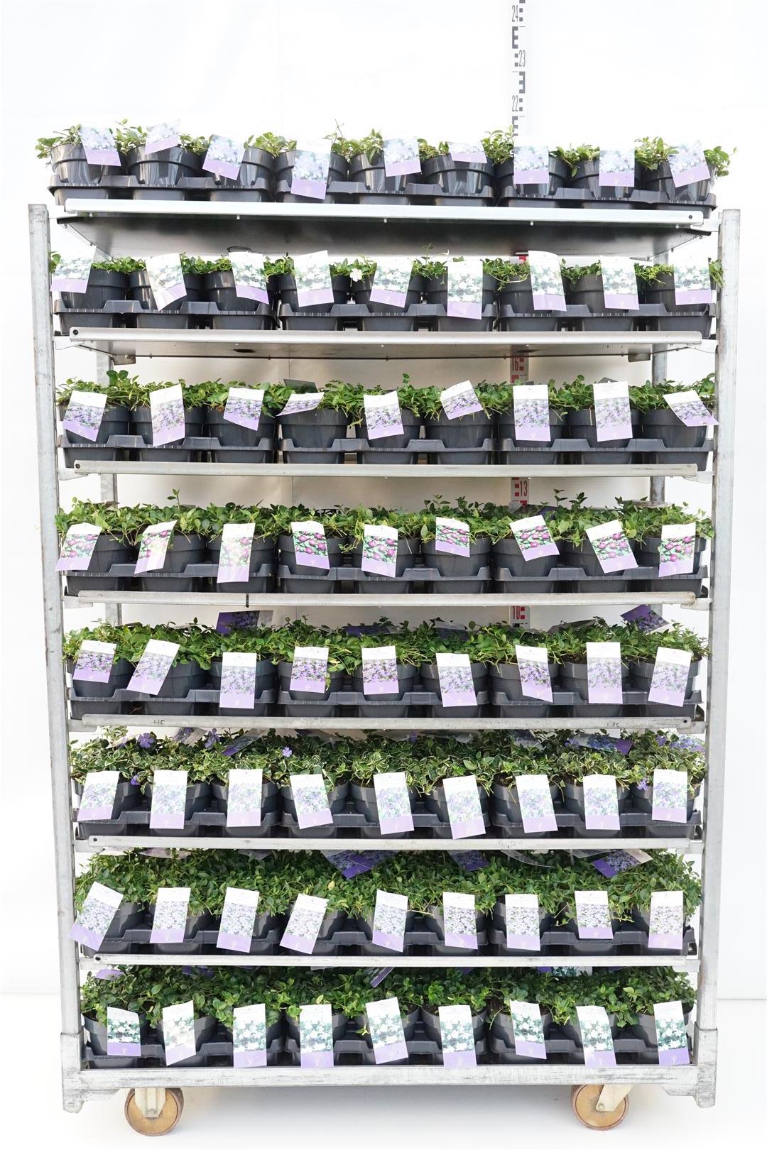 Vintergröna in cultivars - C1,5/P15
