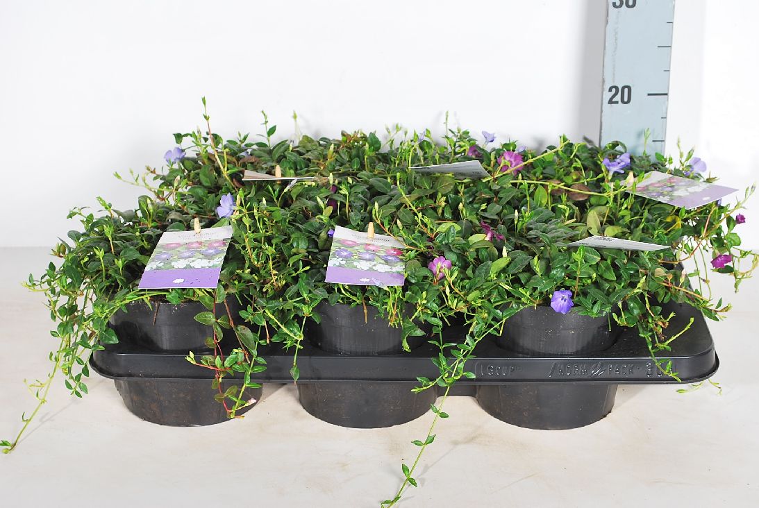 Vintergröna in cultivars - MIX CC