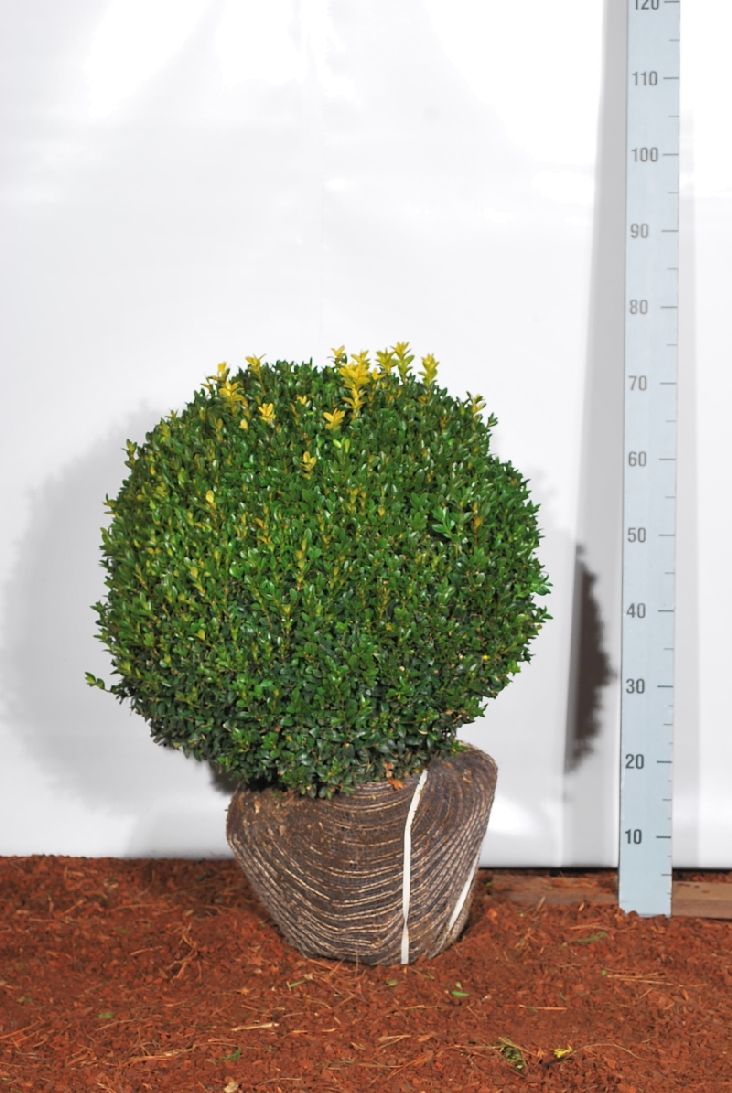 Buxbom sempervirens - 50 CM BALL RB