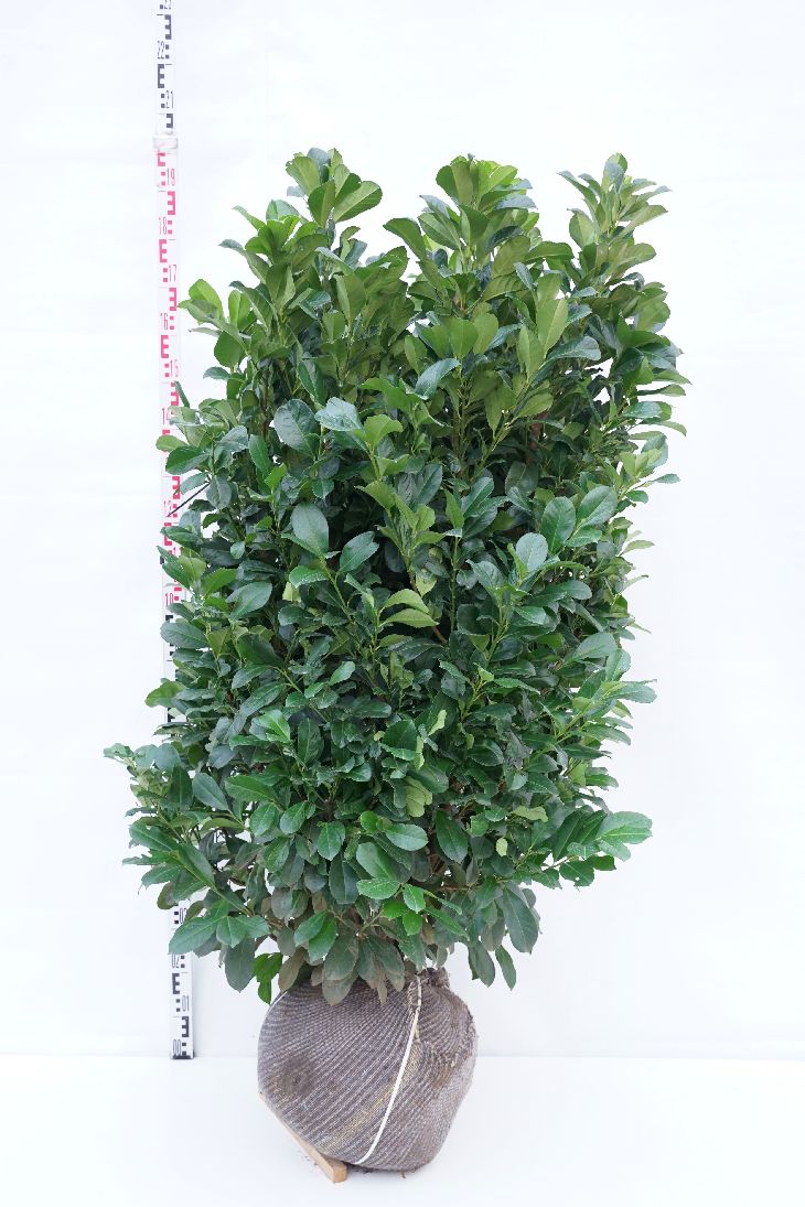 Prunus laur. &