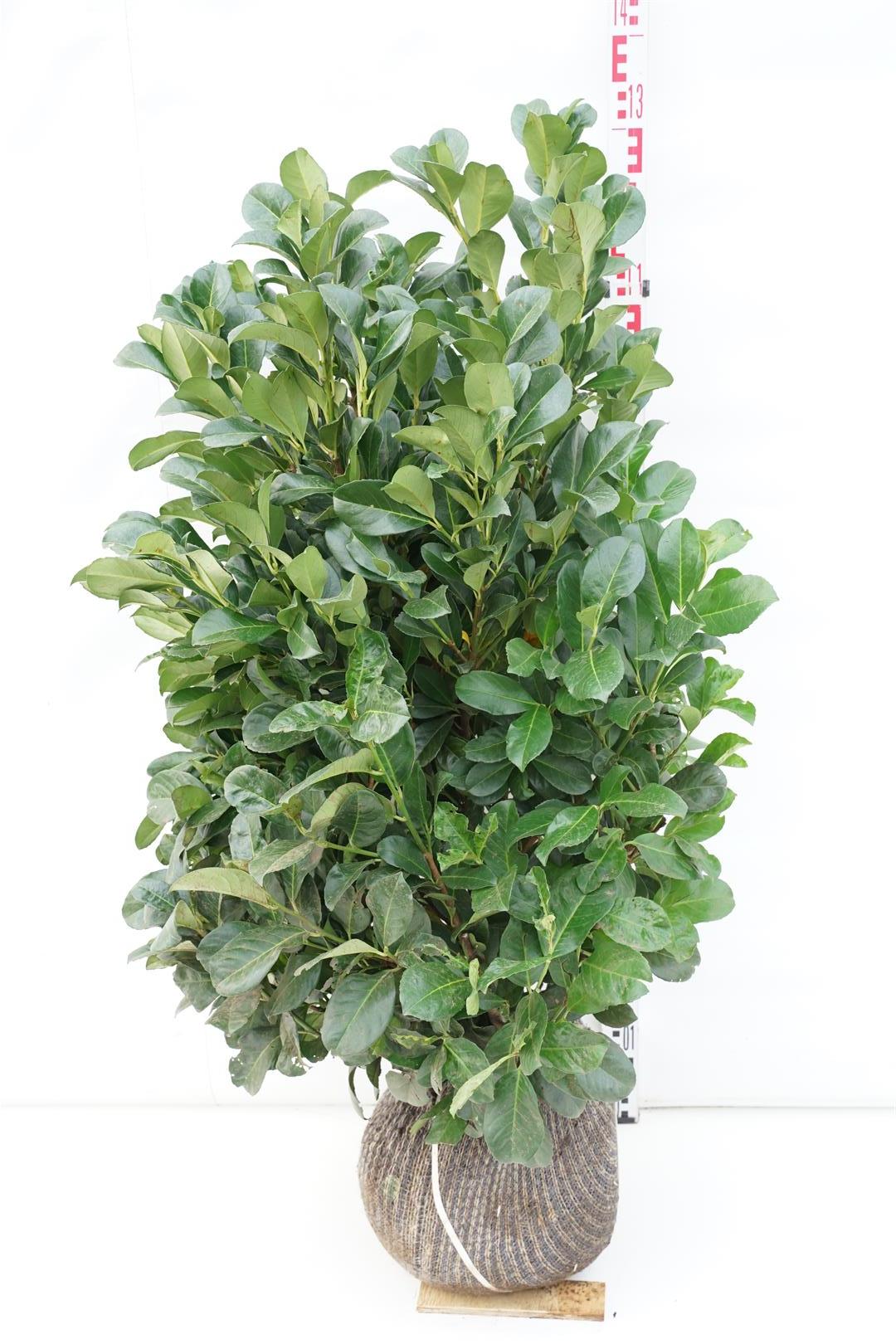 TW-2789709
