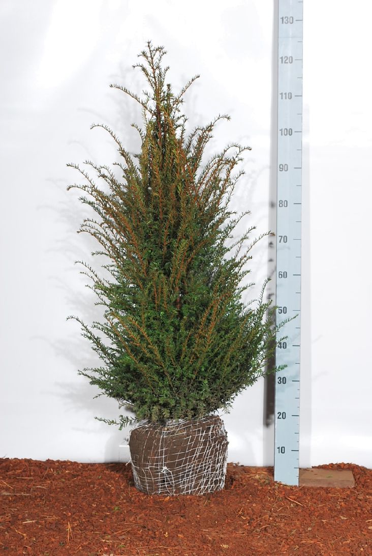 Idegran baccata - 80-100 CM RB